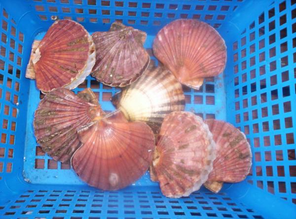 Coquille saint jacques