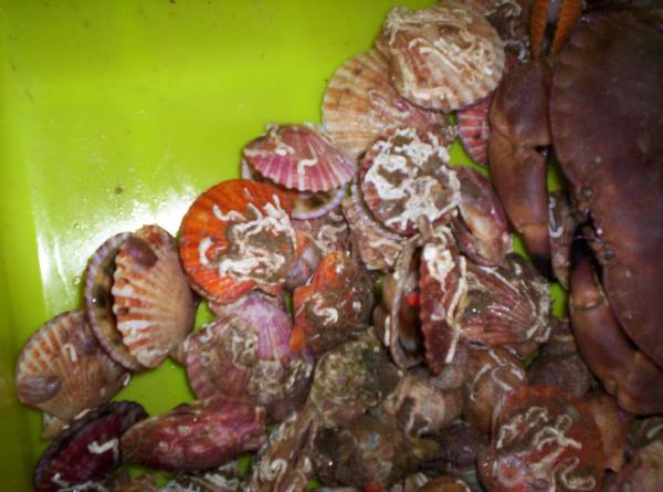 Coquillettes