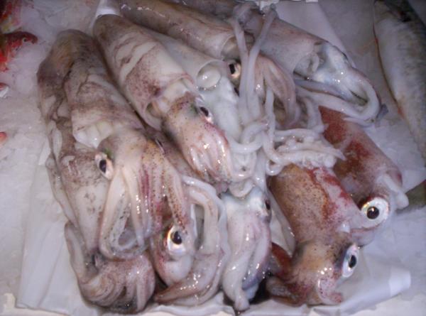 Encornets 1